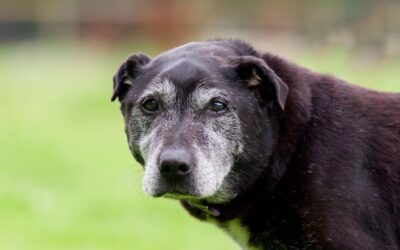 Could My Older Dog Have Dementia?