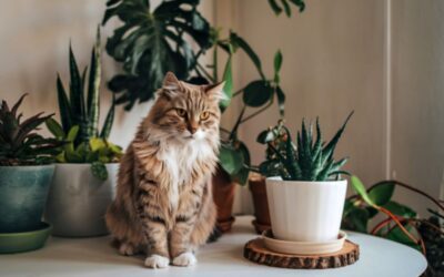 Why Should I Worry About Toxic Plants Around My Pets?