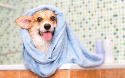 How often Should I Bathe My Dog or Cat And Can I Use Human Shampoo?