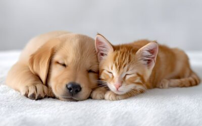 Why is Crate Training a New Puppy so Important?