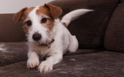 Why Is My Pet Shedding So Much?