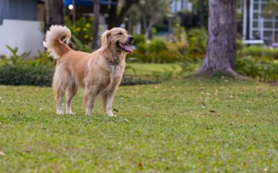 Why do dogs wag their tail?