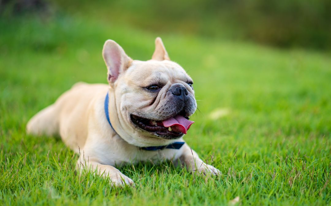 French bulldog lying on grass