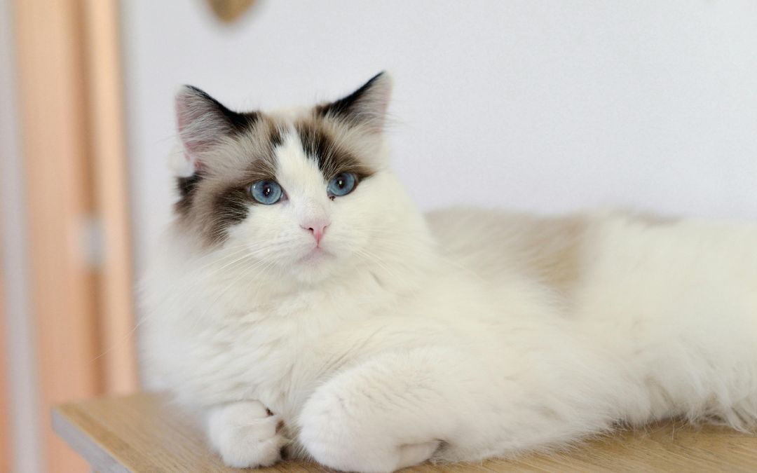 Ragdoll cat resting on wooden surface