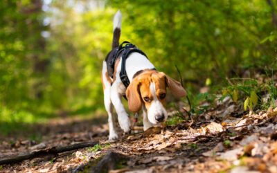 Why Is It Important for my dog to Explore and Sniff on Walks?