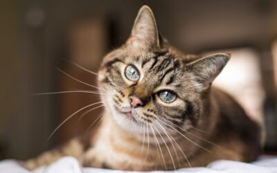 Is It Safe to Use Canned Pumpkin for Their Pets?