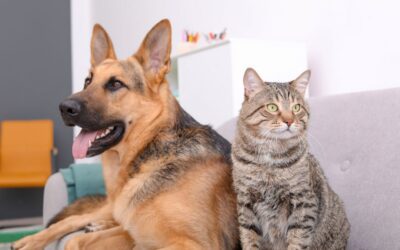 What is the typical life span for cats and dogs?