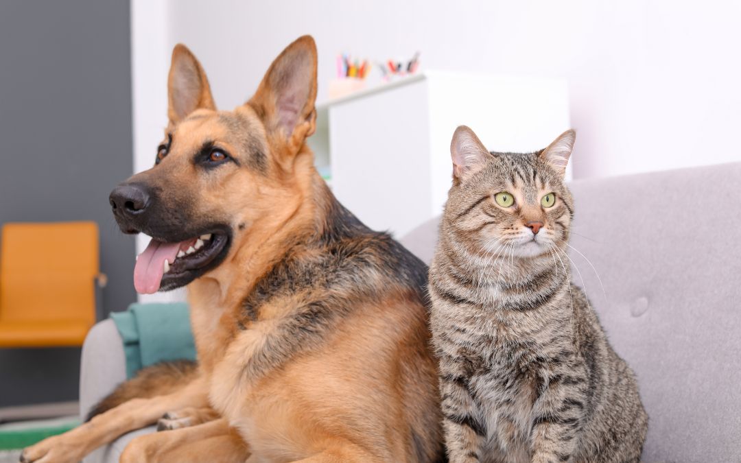 Cat and Dog Resting Together on Sofa Indoors