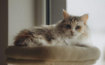 Why Do Cats Purr and Knead?