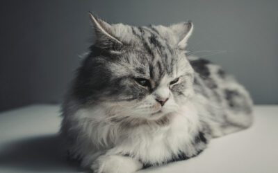 What are Signs of Anxiety or Depression in pets?