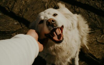 Why do our dogs lick our faces and hands?