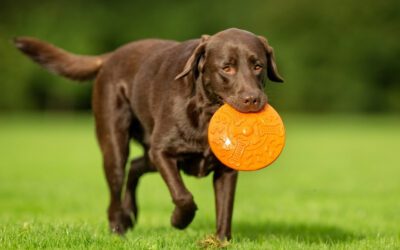 Are Dogs Color Blind?