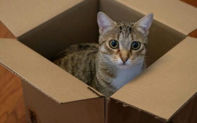 Why Do Cats Love Boxes?