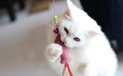 Why Is Foreign Body Ingestion So Concerning—and What Should I Do?