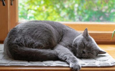 Why Do Cats Sleep So Much?