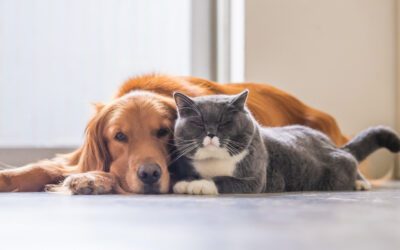 Why Dogs and Cats Are Afraid of the Vet