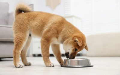 Are Avocados Safe for Pets?