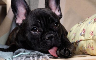 Signs Your Dog Might Have a Food Allergy