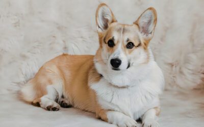 Am I Allowed to Bury My Pet in My Backyard?