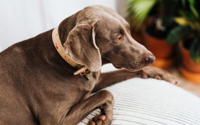 Why Are Garlic and Onions Toxic to Dogs, and What Are the Symptoms?