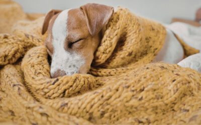 Do Pets Have Dreams?