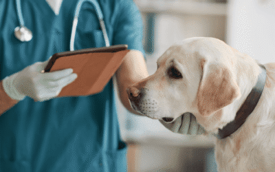 How do I know if it’s an emergency for my cat or dog