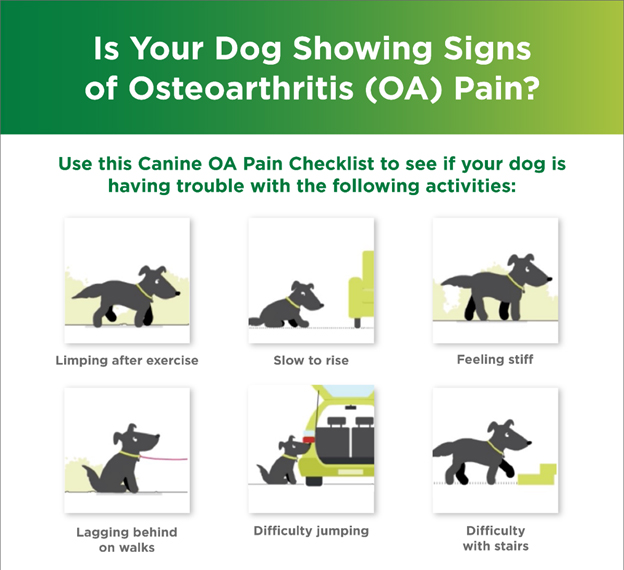 OA Pain Graphics