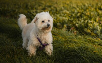 Why Are There So Many Misconceptions About Dog Breeds?