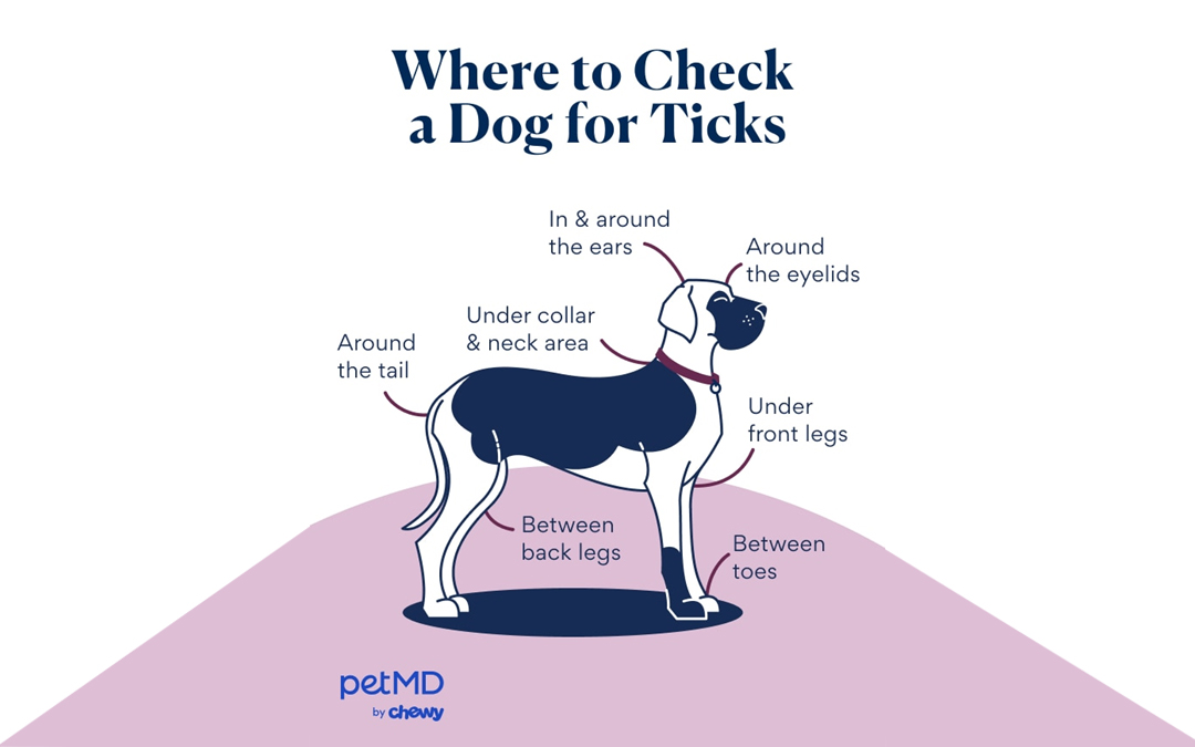 dog for ticks