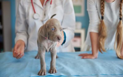 Why are heartworms so dangerous and how do dogs get them