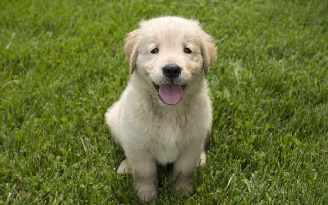 puppy sitting on a grass ground
