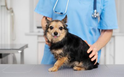 Why is canine distemper so serious and how does it spread