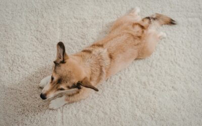Why Do Dogs Scratch Carpets?