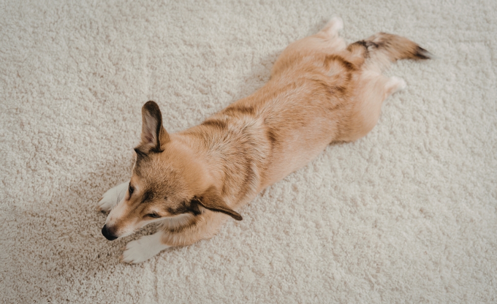 A brown and white corgi lies sprawled on a textured carpet