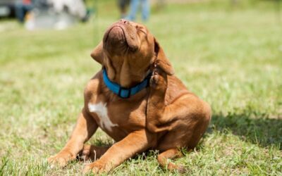 Why Do Dogs Show Displacement Behavior?