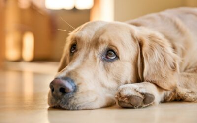 What Is Dilated Cardiomyopathy and why is it a Concern in Cats and Dogs?