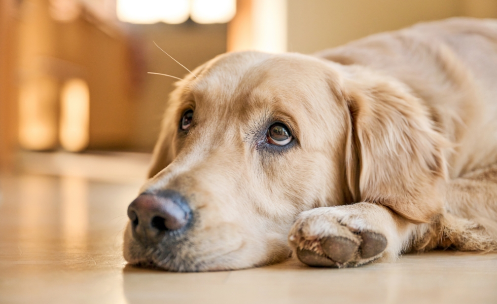 Golden Retriever lying on a wooden floor
