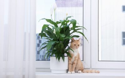 How Roaming Can Shorten Your Cat’s Life