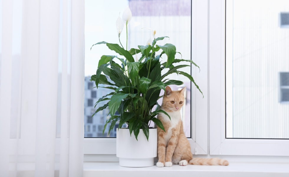 Orange cat sitting on a windowsill