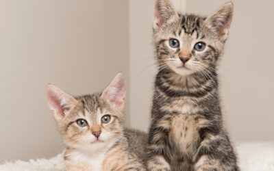 How to Maintain a Happy Multi-Cat Home?
