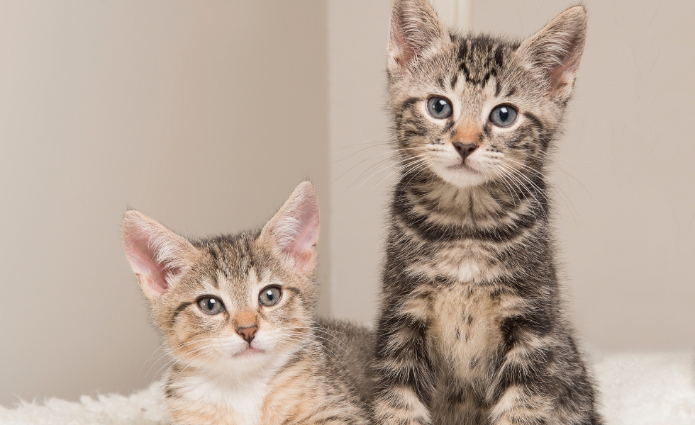 Two tabby kittens sit together