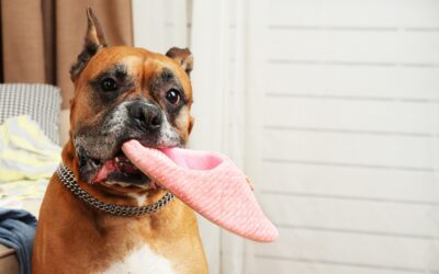 Why Do our Dogs Chew Slippers or Clothes?
