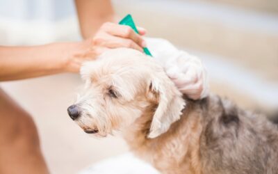 How to keep your Yard and Home free from Fleas?