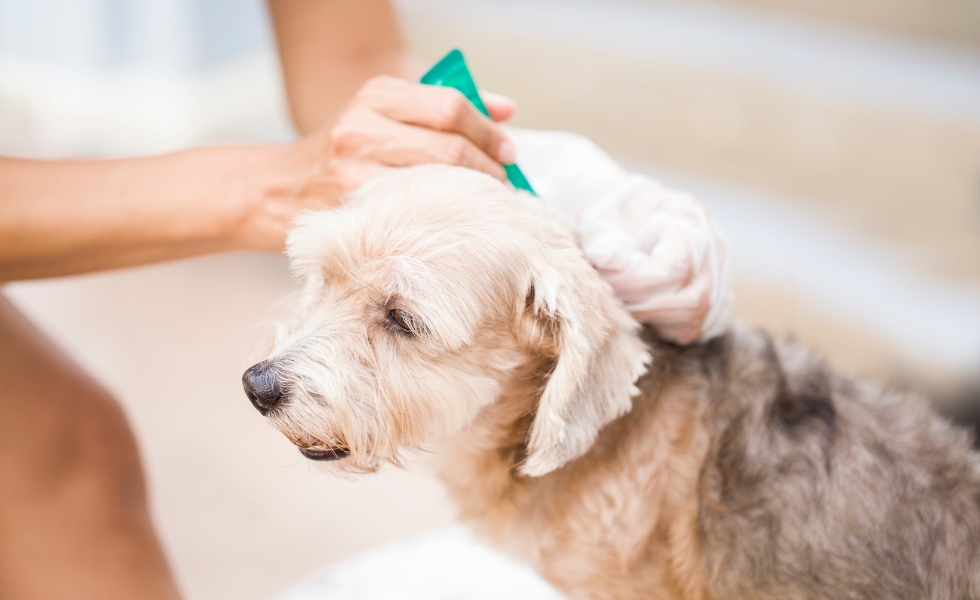 calmly receives medicine applied with a green dropper to its head