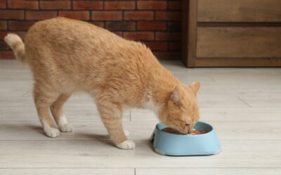 Why Is Taurine Important in a Cat’s Diet?
