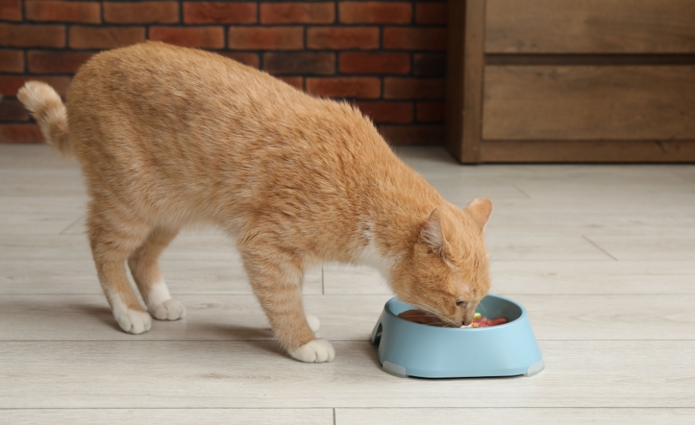 ginger cat eats from a blue bowl